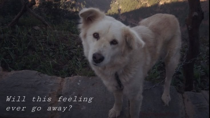 caninepoetry tweet media