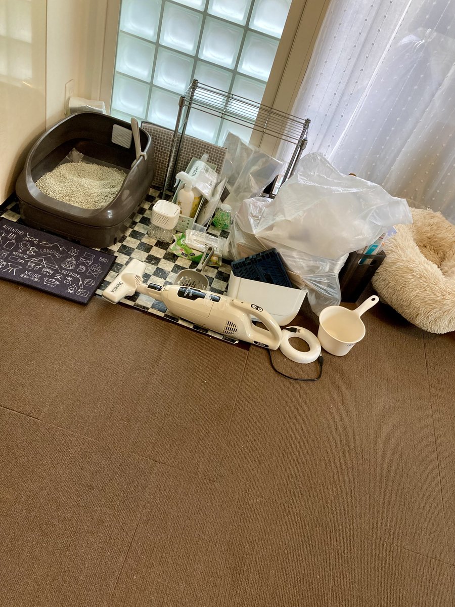 オシキャットのおしちゃんですにゃ🐾 tweet media
