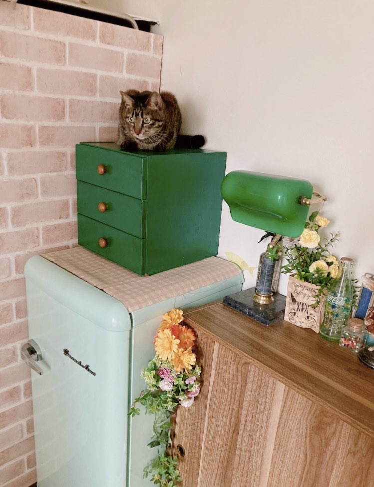 オシキャットのおしちゃんですにゃ🐾 tweet media