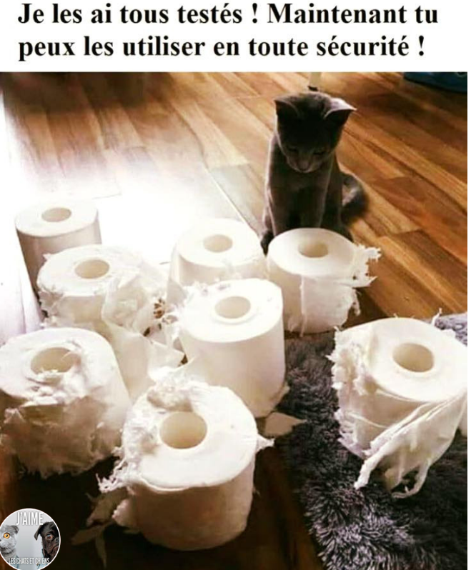 BeguinChat's tweet photo. 😂🤣😂😋
#chat #chats #chaton #chatons #funnycat #funnycats #felin #gato #gatos #gatto #minet #bouledepoil #kitten #kitty #mdr #lol #marrant #humourchat #humourchats #chatdrole #katze #rigolo #marrant https://t.co/bzy98iwQeT