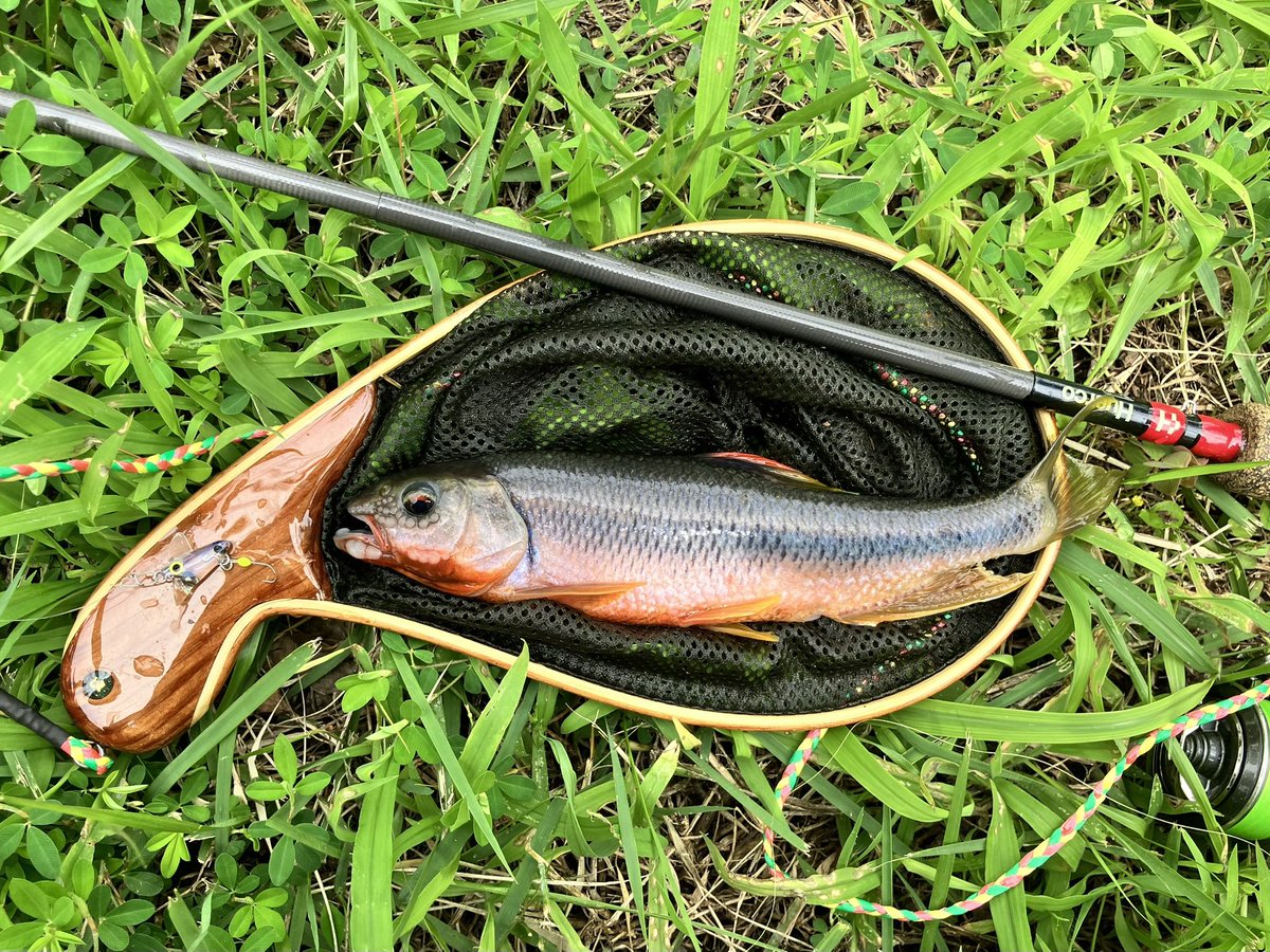 久々のチャビング。 まだ増水中で見える魚はおチビばかり。 小堰堤の泡