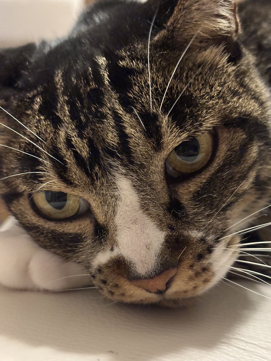 SuperAMNCH2's tweet photo. ねこゑちゃん https://t.co/fNij0Okuba