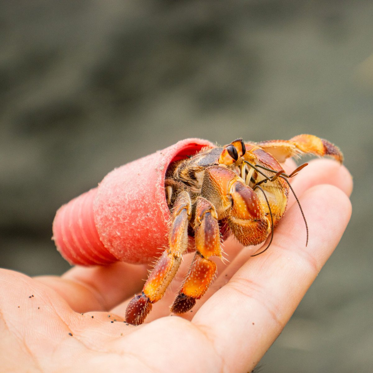 giveashitnature's tweet photo. There's a growing phenomenon being photographed around the world: hermit crabs using garbage instead of shells as homes. The seashell you're about to pocket is the reason why.

Hermit crabs don't make their own shells. They spend their entire lives finding bigger ones as they grow, which means every shell on a beach is actively in demand. A heavily visited beach is one where the larger shells have been picked clean, leaving crabs competing for whatever's left.

The shortage has gotten bad enough that researchers have documented hermit crabs moving into garbage: bottle caps, broken lightbulbs, and plastic debris. But these aren't suitable homes. They climb in and can't get back out, eventually dying in them.

The shells you leave behind also break down into calcium carbonate, the raw material for new shells, coral skeletons, and seabird eggs. A shell sitting on your shelf is calcium that left the system permanently.

Look at it. Photograph it. Leave it where you found it.