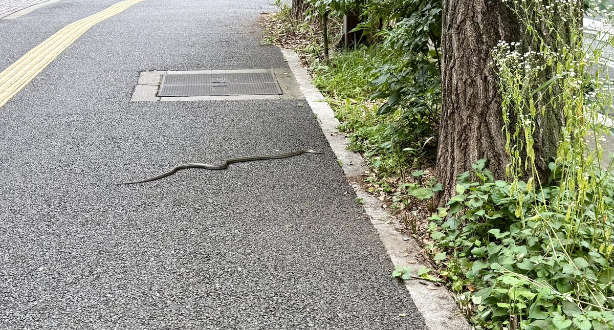 mushigakisauna's tweet photo. 都内ど真ん中、本業の敷地内でヘビに遭遇🫪
さすがに驚き😱
緑が多い場所にはいるらしい！🌳🌳
木々が豊かな環境だからかな🌳🌳🌳 https://t.co/skuxSMEl6o
