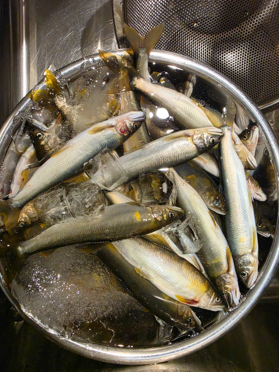 ititoSR's tweet photo. 本日は岐阜の和良川に鮎釣りに出撃！
釣果は42匹（バラシ10匹）でした

自己記録更新ですが
魚の集合写真はありません😅 https://t.co/lyCOW1CsDP