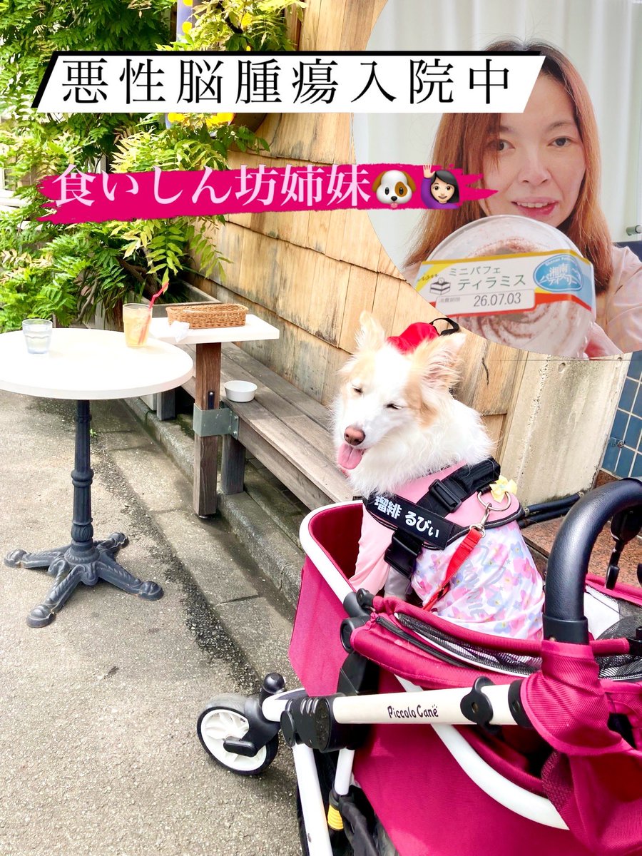 ruby_20210408's tweet photo. 来週七夕誕生日
人生2回目の病院で誕生日……約10年ぶりかなぁ〜🤔

年齢は普段ぜーったいに明かしたくないさぁーやですか、入院中バレバレで、サバを読めません🐟
SNSだけででも、ずっと20歳でいさせてください😅
⁡
彦星をずっと探しているさぁーやと
おやつをずっとほしがっている、るびぃでした🐶 https://t.co/gufzUjgVuA