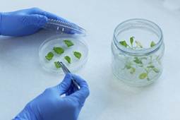 AgEInves's tweet photo. 4️⃣ 🌱 Apoyamos una investigación del @CSIC que explora cómo fortalecer las defensas naturales de las plantas para prevenir enfermedades y favorecer una agricultura más sostenible. Financiado por Ramón y Cajal,#PID, #CNS #FEDER 

🔗 https://t.co/mCJXXau9mR https://t.co/KHe6KQFEmO