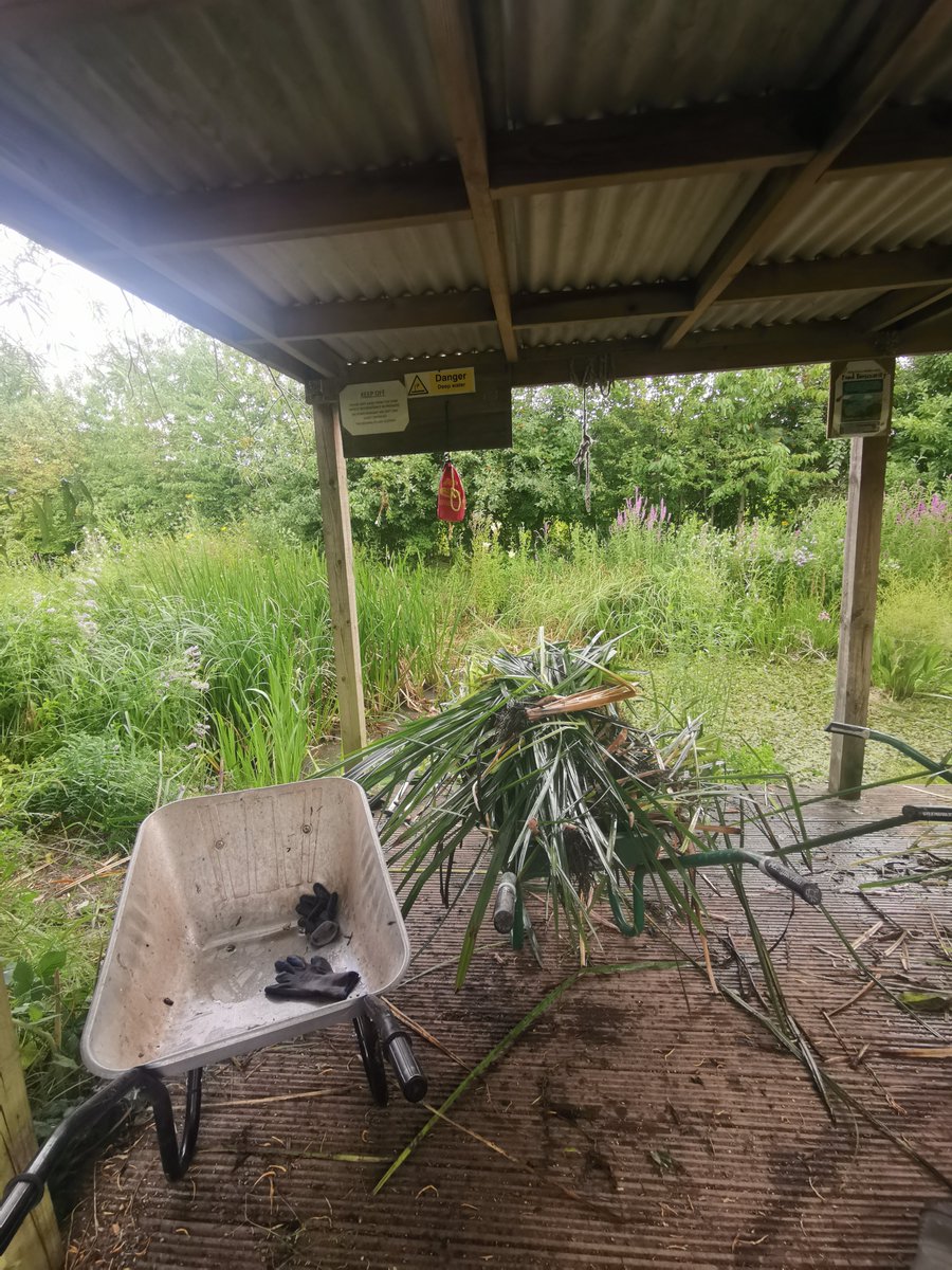 ExertusJ's tweet photo. Lovely morning at Grow Wilder, chopping back the branched bur-reed and lesser pond sedge from the pond (and yes I got stuck in the mud and nearly went in). Jeff was brewing a willow tincture to tan some leather with, the smell was heavenly. https://t.co/93W8AEuhJb
