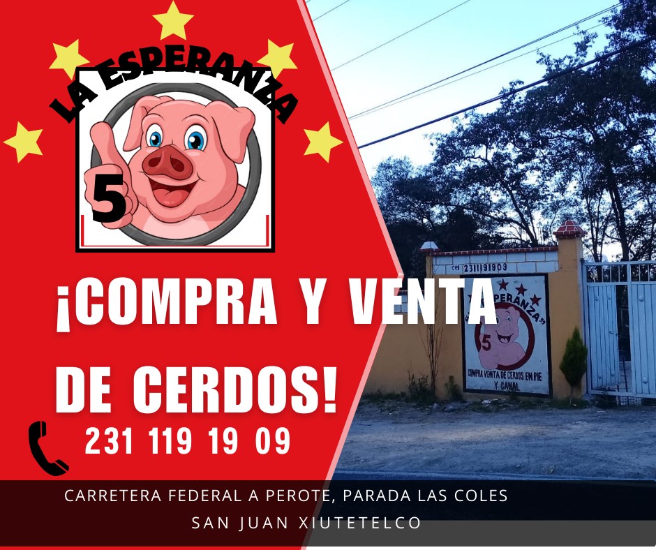 DTeziutlan's tweet photo. Esto y más encontrarán en Nuestra Edición impresa 🗞📰

#Compra y #Venta de #Cerdos La #Esperanza👇👇👇 https://t.co/bcIPNjQh1q