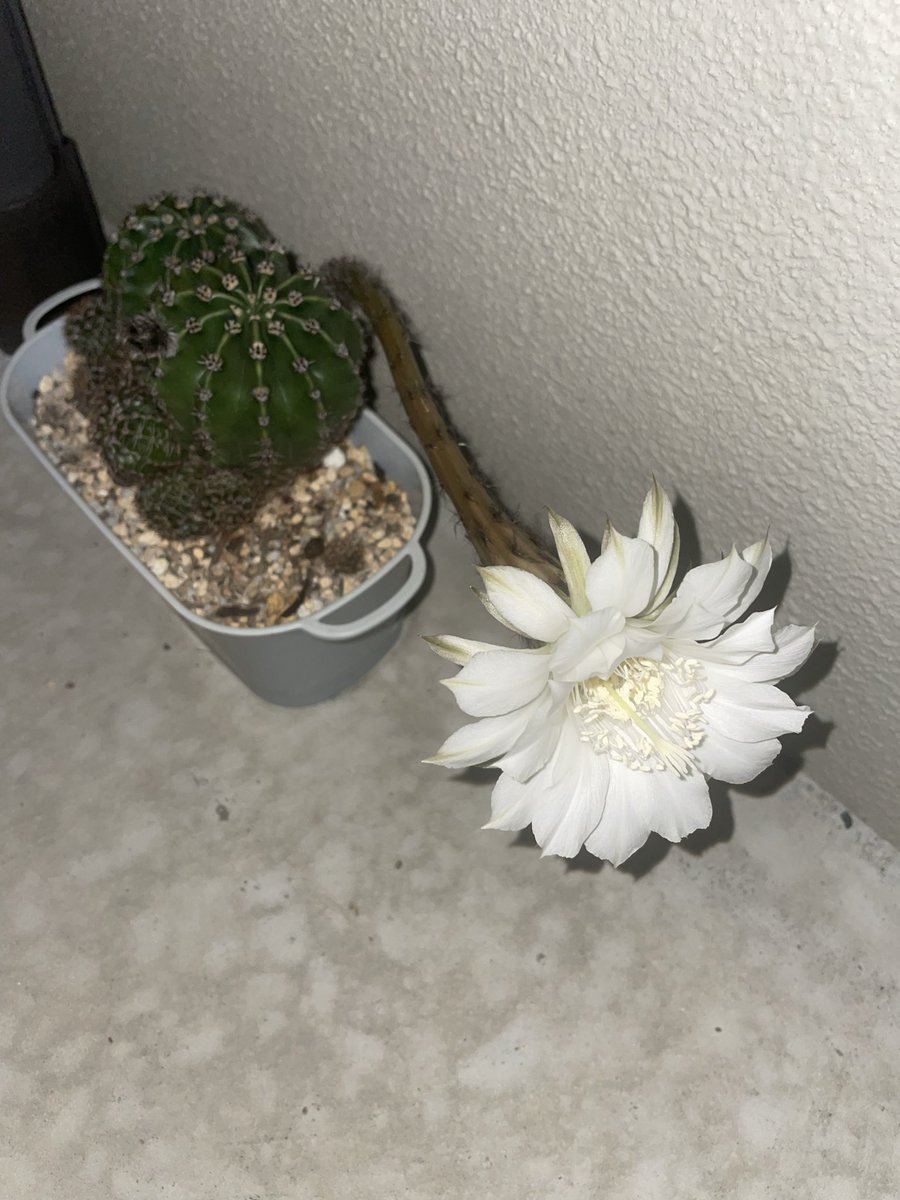 0726Mn's tweet photo. 初めてサボテン🌵の花が咲いた✌️
嫁さんが買って来て何年(５~８)？
急に蕾がニョキニョキと約２０cm
伸び気持ち悪いと思ったら
綺麗な花が https://t.co/SpdAm1FV9P