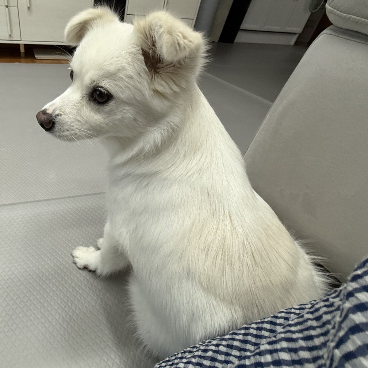 cotton_bong2's tweet photo. 엉덩이맞댐이 https://t.co/345DXwmgVL
