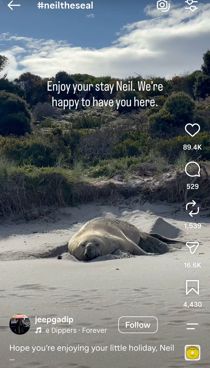 drbatu_sw's tweet photo. Obsessed with Neil the seal https://t.co/hifkmjoP5K