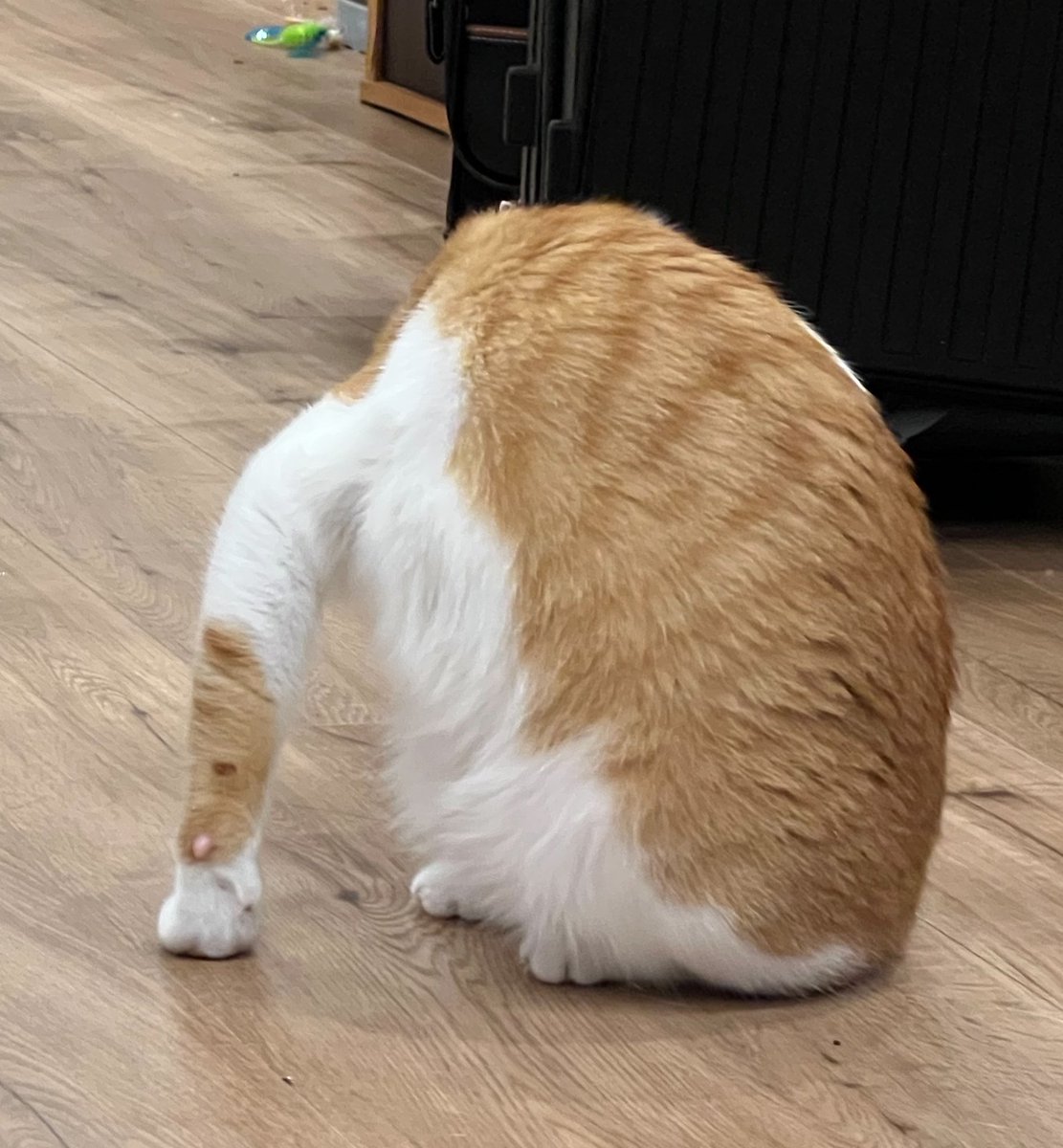atsushi_314's tweet photo. なんか猫の読み込みバグっちゃってるな https://t.co/YuWpKGoWyB