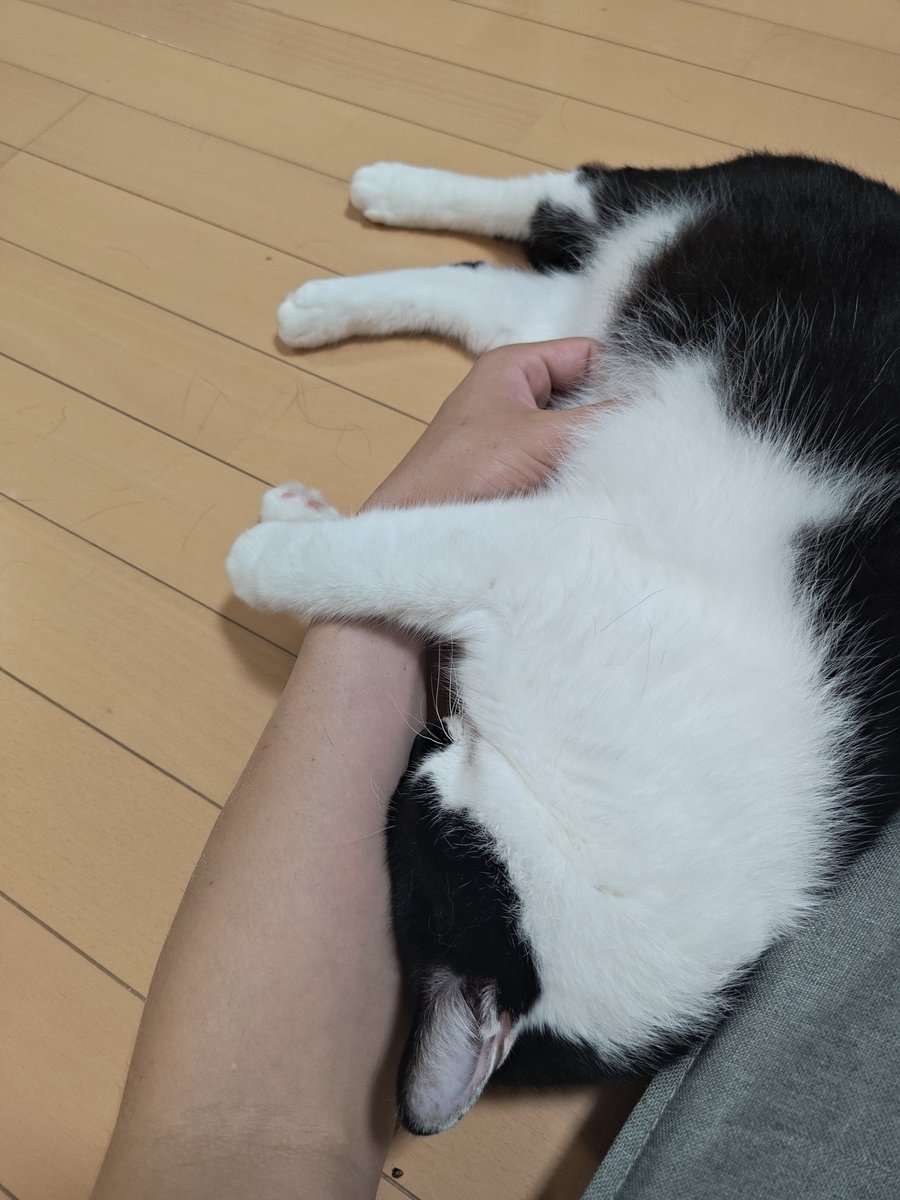 pekora_pethito's tweet photo. 腕をロックされたので動けないです🐱 https://t.co/N6BfwEI9oN