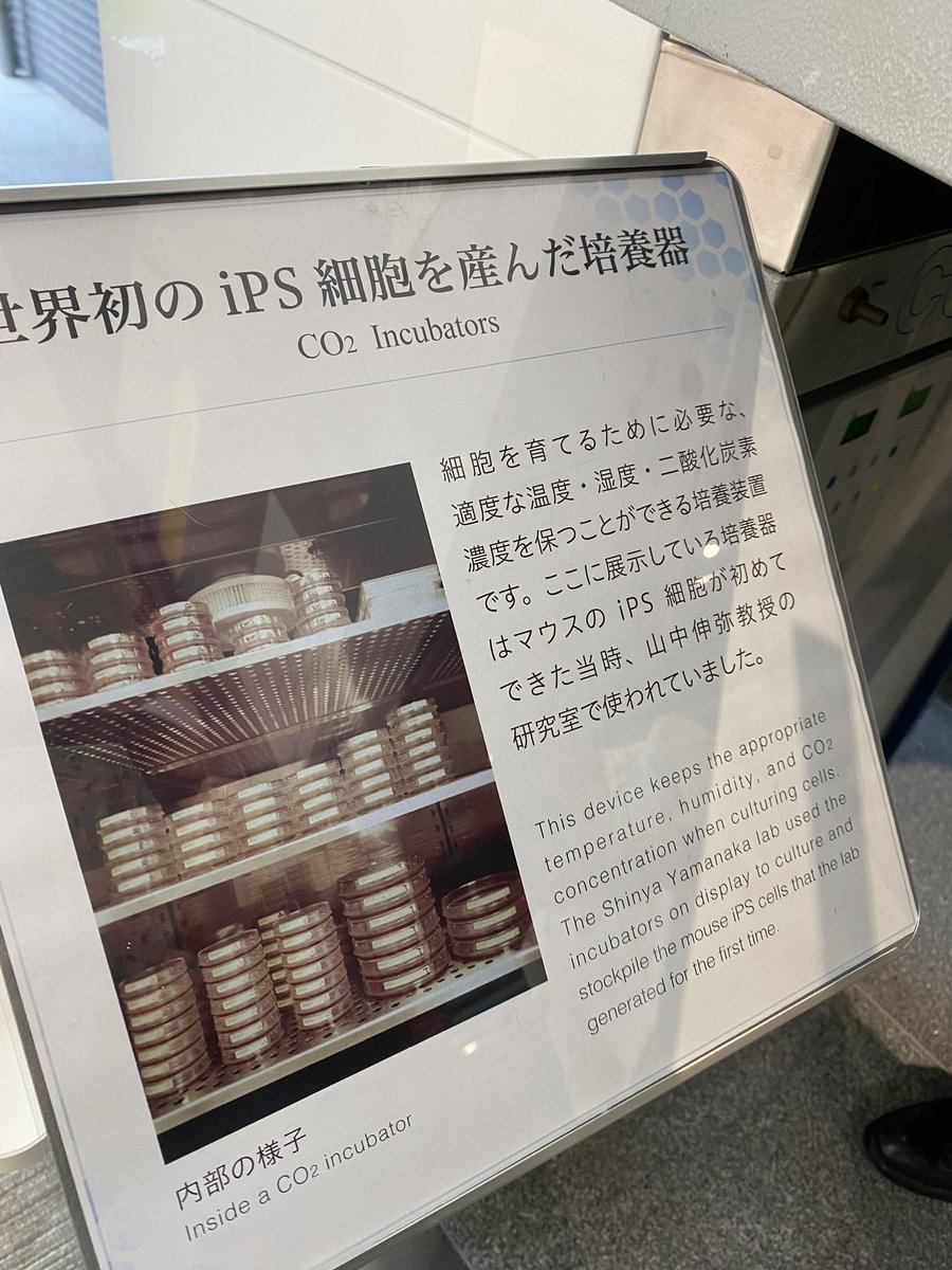 Yamamotokanae's tweet photo. 本日は衆議院厚生労働委員会で、京都大学iPS細胞研究所（CiRA）と、京都大学医学部附属病院 脳卒中療養支援センターを視察させていただきました。

京都大学医学部附属病院 脳卒中療養支援センターでは、宮本センター長から、センターのこれまでの取組や進捗、そして今後の展望について、極めて具体的かつ重要なお話を伺いました。特に、脳卒中患者さんを切れ目なく支えるための現行制度の課題や改善の方向性について貴重なご提案をいただき、制度のさらなる充実の必要性を強く実感しました。

京都大学iPS細胞研究所（CiRA）では、世界初のiPS細胞由来再生医療等製品「アムシェプリ」をはじめとする再生医療の開発状況や、iPS細胞を活用した創薬研究の最前線について説明を受けました。

また、これまで党を挙げて後押ししてきたiPS細胞ストック構想の現状についても伺い、着実に研究が前進していることを大変心強く感じました。さらに、以前からご縁のある高須先生、井上先生、花谷さんにも久しぶりにお目にかかることができ、大変うれしく思いました。患者さんに希望を届けるためにも、世界をリードする日本の再生医療研究を引き続き支えてまいります。

本日学ばせていただいたことをしっかりと政策につなげ、最先端の医療研究の推進と、一人ひとりの人生に寄り添う医療・支援体制の充実に全力で取り組んでまいります。

#京都
#山本かなえ