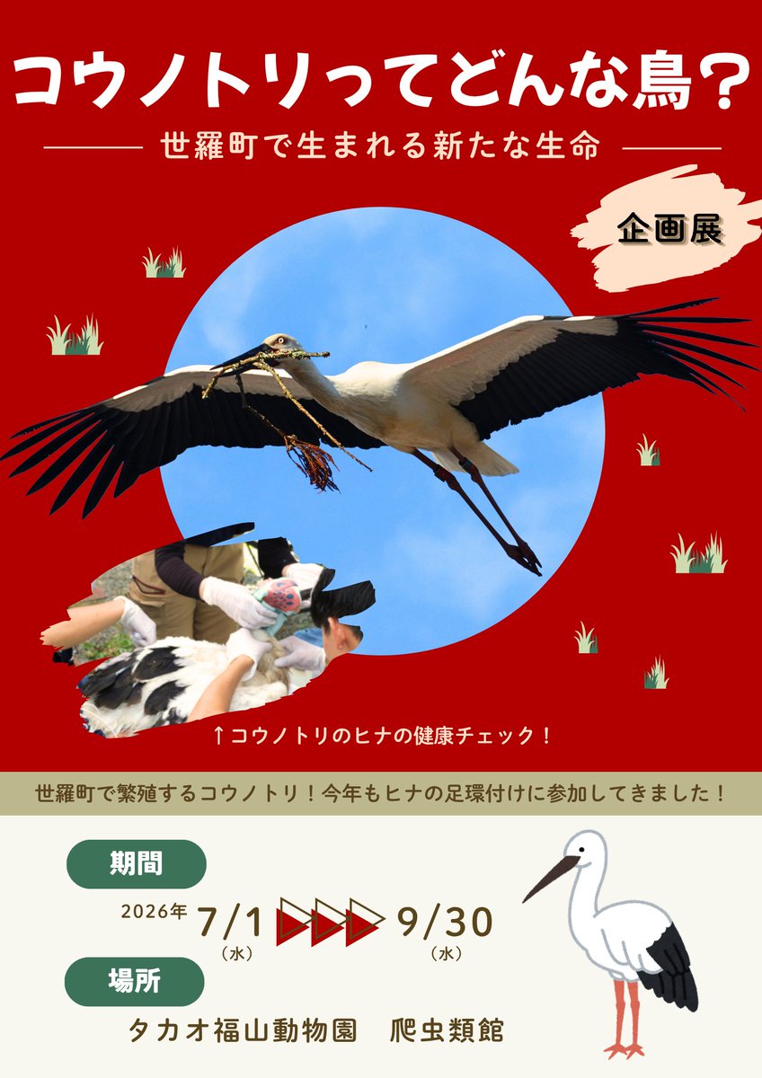 FukuyamaZoo's tweet photo. 企画展「コウノトリってどんな鳥？～世羅町で生まれる新たな生命～」を開催！

一度、日本の空から姿を消した鳥 #コウノトリ
今では広島県世羅町でも巣づくりをし、新たな命が誕生しています✨

野生復帰の歩みや、動物園が関わる保全活動を写真や資料で紹介します。

📅7/1～9/30
📍は虫類館 https://t.co/UX6zcurOJy