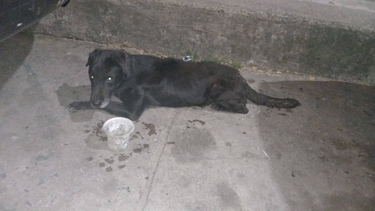 A64029345's tweet photo. Perrito HERIDO por la Calle El Carmen al Final del Callejón San Antonio. La entrada del Colegio Niño de Praga, Agua Salud, Caracas (subiendo por el centro comercial el Oeste)
Está desorientado y herido NECESITA RESGUARDO Y ATENCION VETERINARIA URGENTE
Contacto: 0422 178 7597 https://t.co/QyZ1Y7szAU