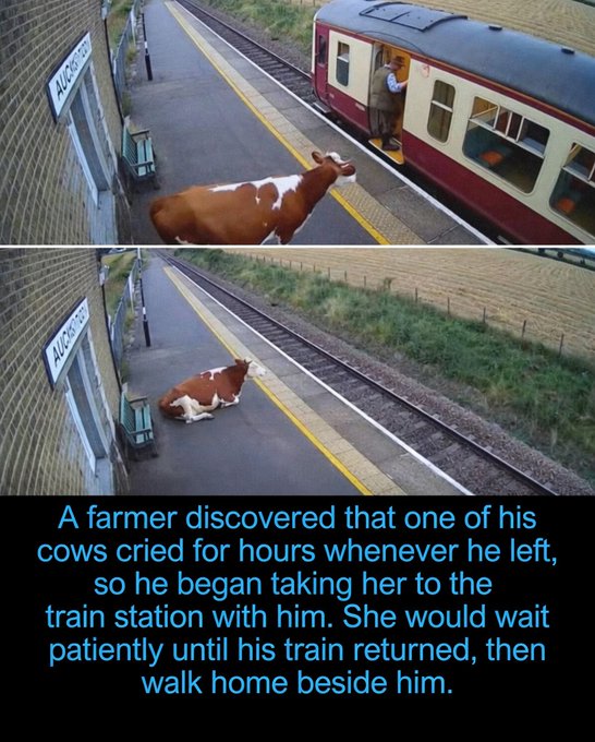 Rainmaker1973's tweet photo. A farmer in rural Ireland noticed that one of his cows would cry for hours every time he left for the train station to pick up supplies.

Moved by her distress, he started taking her with him. To everyone’s surprise, the cow quickly learned the routine. She would calmly wait on the platform while he was away, then joyfully walk home beside him once his train returned.

The heartwarming story has captured the world’s attention, beautifully illustrating that cows are far more than livestock — they’re intelligent, emotional animals capable of forming deep bonds and meaningful routines with the people who care for them.
