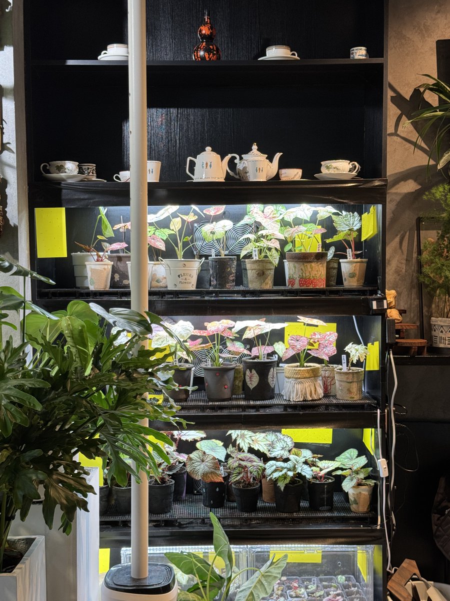 StellaLong9909's tweet photo. Can you believe this is a coffee shop? 🌿🫢

Recently in China, you can find all kinds of coffee shops that cater to different people’s needs. ☕️ 

#greenlife #coffee #chill https://t.co/hTukG98z0z