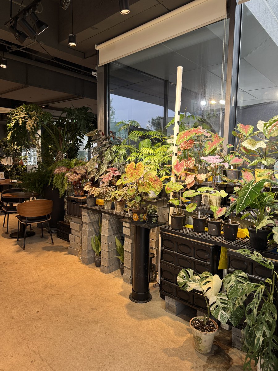 StellaLong9909's tweet photo. Can you believe this is a coffee shop? 🌿🫢

Recently in China, you can find all kinds of coffee shops that cater to different people’s needs. ☕️ 

#greenlife #coffee #chill https://t.co/hTukG98z0z