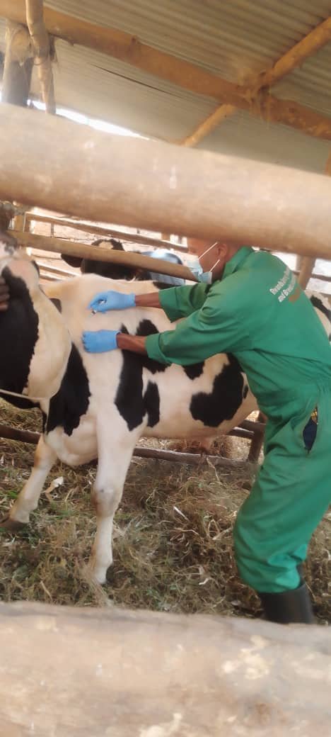 VeterinaryLtd's tweet photo. Mu Mirenge yose ya @rulindodistrict, RUCLIVET Ltd ,mu rwego rwo kwirinda no Gukumira #Rvf turi gukingira Inka , ihene n'intama ,Tunashishikariza aborozi Gufuhera nibura 2 mu Cyumweru ndetse no Kurara muri Supernet,Kutumenyesha kare kubuntu 9036, @RwandaAgriBoard @RwandaHealth https://t.co/xS24I8NT88