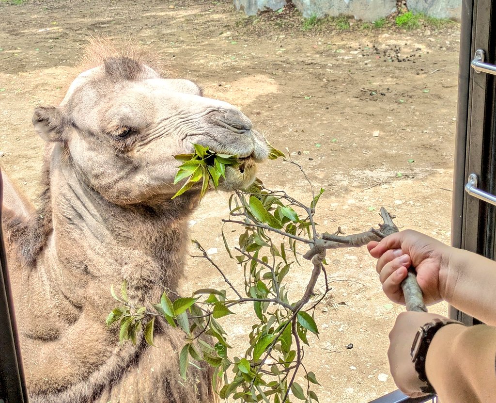 ojizoosummit's tweet photo. #姫セン動物日記 🐫
#展望ライド 🚌乗車中に、#フタコブラクダ たち🐫におやつ🌿をプレゼントしました🐾
噛む力も強く、圧倒的な姿に感動しました🐾
ラクダ🐪のコブは、実は脂肪なんですよ✨
6/28
#姫路セントラルパーク #姫セン https://t.co/w7ykyAIc7m