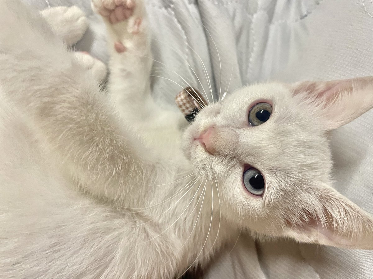 menya_hibiki's tweet photo. うちのトトちゃんとユキちゃんです♬.*ﾟ

毎日元気いっぱいです🐱🫶 https://t.co/T4eZHoLJpv