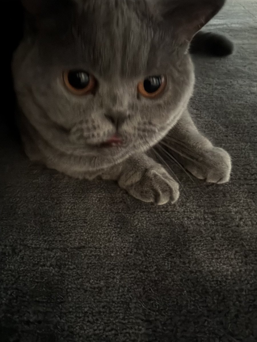 LordGraydon's tweet photo. It’s a stinker 🔥 of a day to feel like 46*c by 2pm , know Europe just went through this too 🙀🙀
My whiskers &amp; I are staying in my spot under the ottoman all day, please bring my dish .Stay safe pals ..
#CatsOnTwitter #CatsOfTwitter #WhiskersWednesday https://t.co/KktkeZO1Jy