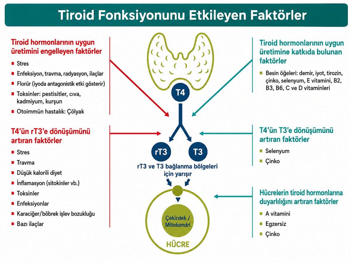 dogalyasalar's tweet photo. Ters T3 (rT3) sıklıkla yanlış anlaşılıyor. Kötü bir hormon değil ve vücudunuz doğal olarak üretiyor.

rT3, tıpkı T3 gibi T4'ten üretilir. Aradaki fark, T3'ün aktif tiroid hormonu olması, rT3'ün ise inaktif olmasıdır.

Fiziksel veya duygusal stres, hastalık, iltihaplanma, yaralanma veya önemli kalori kısıtlaması dönemlerinde, vücut enerji tasarrufu sağlamak için daha fazla rT3 üretebilir.

T3 Maxxing (Optimizasyon):
- Uzun süreli oruçlar yapmayın
- Low karbonhidrat diyetleri uzun süreli yapmayın
- Kaliteli karbonhidratlar tüketin
- Düşük doz doktor kontrolünde bitiron yada tiromel
- Selenyum kaynakları tüketin (günde 1 adet brezilya cevizi yada haftada 2-3 kez istiridye tüketin)
- Haftada 1 sakatat tüketin
- Uykunuzu iyi alın
- Enfeksiyon varsa giderin, düşük CRP sahipseniz curcumin kullanın kısa bi süre
- Güneşlenin
- Egzersiz yapın (ağır kardiyolar yerine vücut ağırlığı)
- Karaciğer ve böbreğinizi optimize edin
- Ağır metal, mikroplastik, PFAS ve pestisitten uzak durun (elinizden geldiğince)
- Süt, peynir, yoğurt tüketin
- Demiriniz düşükse laktoferrin + lizin kombinasyonu yapın
- Nefes egzersizi yapın
- Yazın bol bol meyve tüketin, proteinle birlikte
- Çiğ havuç salatası tüketin
- Gece uykularınız bölünüyorsa tuz+meyve suyu tüketin küçük miktarlarda

Yüksek  rT3, vücudunuzun optimal metabolizma yerine hayatta kalmayı önceliklendirdiğinin bir ipucusu olabilir.

Sadece rT3'ü düşürmeye çalışmak yerine, öncelikle neden yüksek olabileceğini sormak önemlidir.