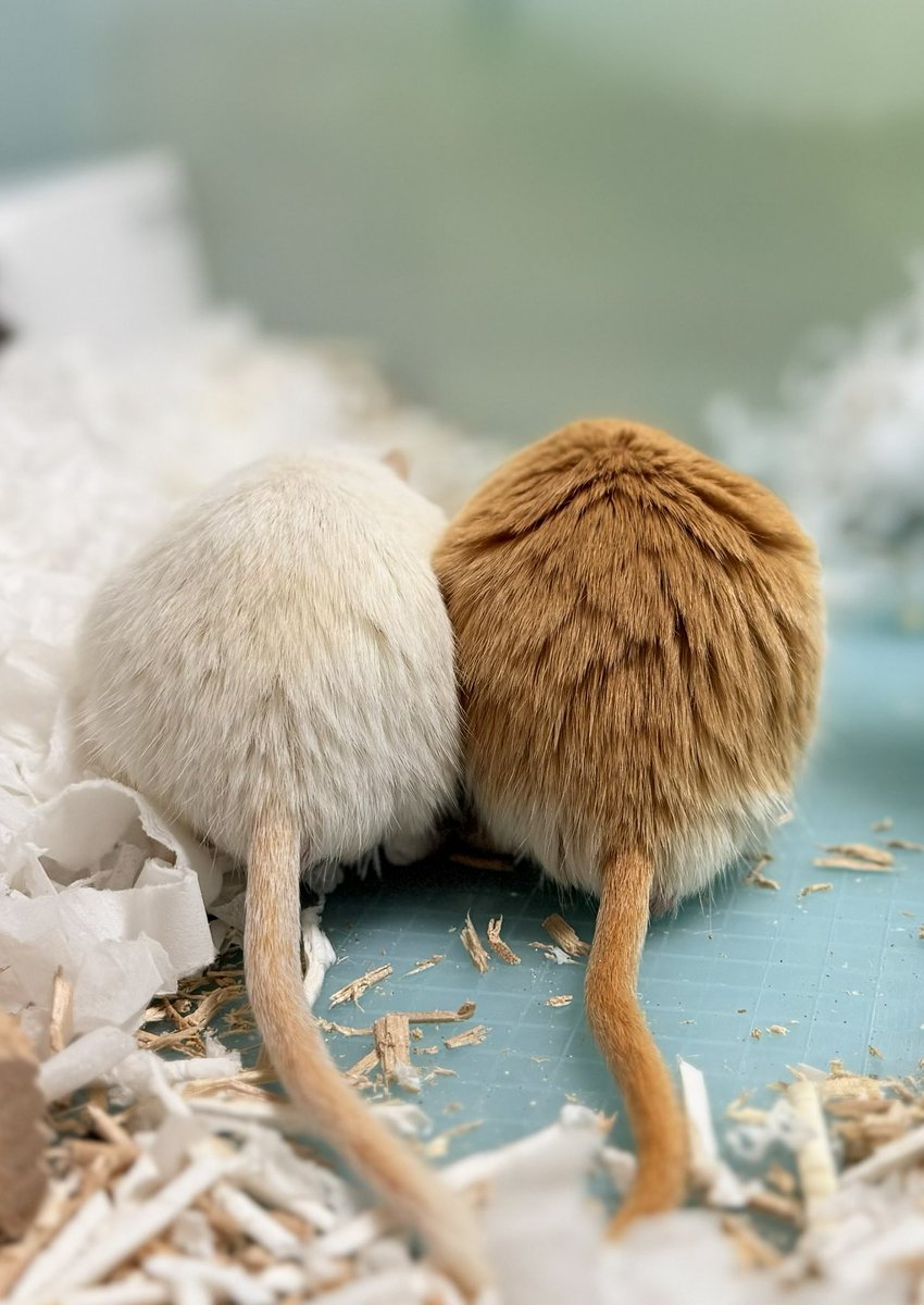 Suna_gadget's tweet photo. 今日はマロンの命日。
はやいなぁ。

#スナネズミ　#gerbil https://t.co/bJwvAPff0p