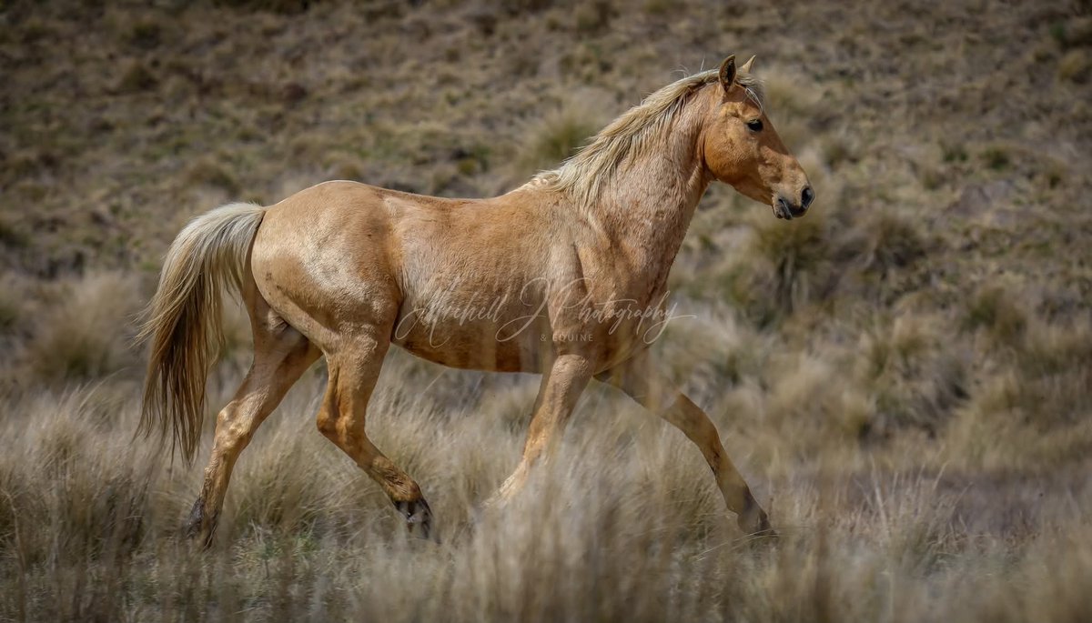 poniesatemylife's tweet photo. I'm absolutely heartbroken. One of the beautiful Brumby stallions I loved was killed in the inhumane aerial shooting cull.

He was named Matagi, or Legolas. Depending on the Photographer. https://t.co/X6HjS6xSid