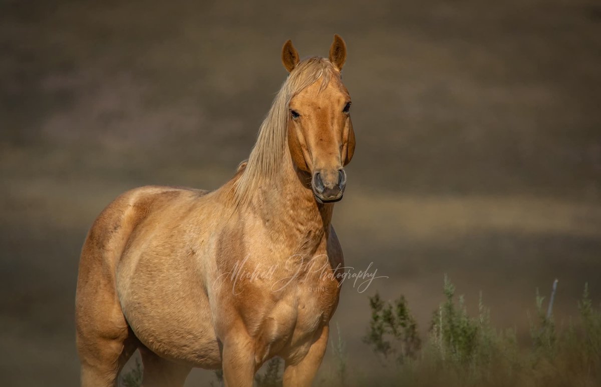 poniesatemylife's tweet photo. I'm absolutely heartbroken. One of the beautiful Brumby stallions I loved was killed in the inhumane aerial shooting cull.

He was named Matagi, or Legolas. Depending on the Photographer. https://t.co/X6HjS6xSid