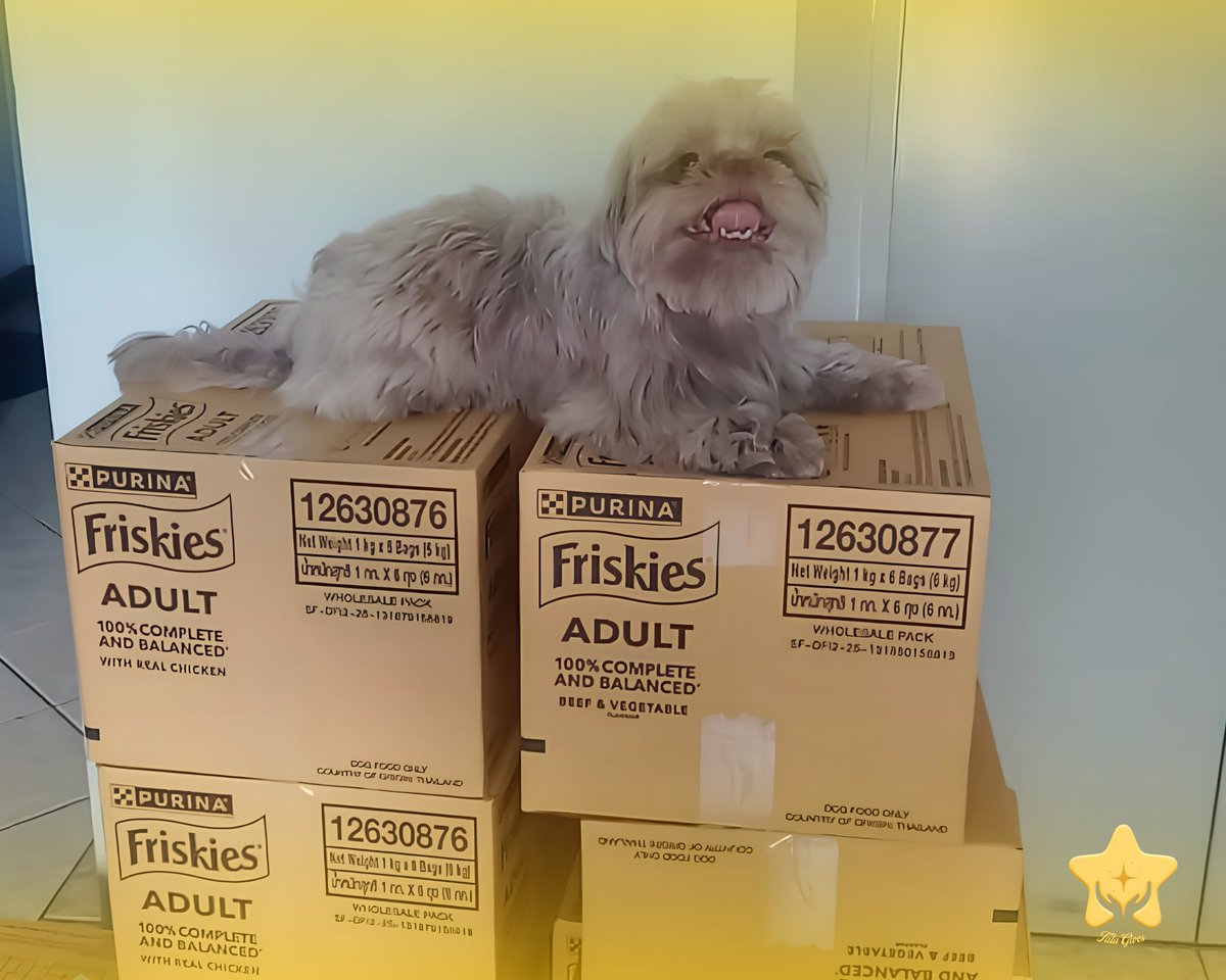 TalaGives_'s tweet photo. A heartfelt thank you to Purina Friskies for generously sponsoring TALAGIVES: FURever LOVED with an incredible donation of pet food for our furry friends! 🐾

We’re also so grateful that the boxes arrived early, giving us plenty of time to prepare everything for the outreach. Your generosity will help us bring nourishment, comfort, and a little extra love to the cats and dogs we’ll be visiting at the shelter. 

As a small way of showing our gratitude, don’t forget to support our sponsor over at @_krystaltrends and join the TP! 

Thank you for believing in our mission and for helping us make this initiative possible; one paw at a time. ✨

KRYSTARI THANKS PURINA 
#KrystalTariForPurina