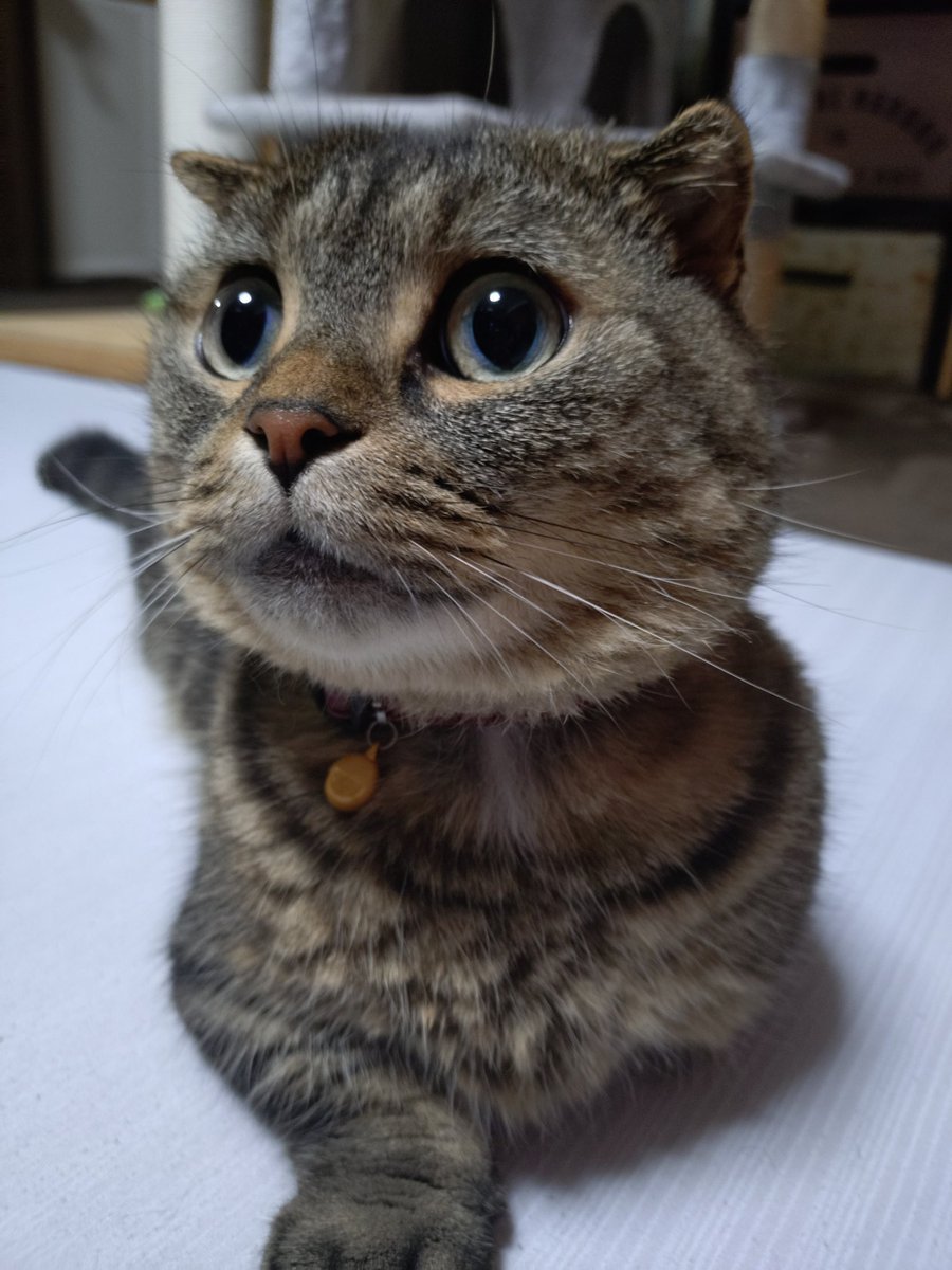 chinoneneko's tweet photo. 今日5歳になりましたのよー🥳 https://t.co/7fgeQpSAjU