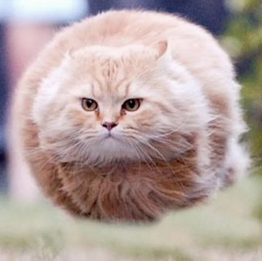 academix100's tweet photo. okay so i caused mayhem almost draining the whole lp which migrated coin at 2k

lp is so thin that we theoretically run this to 100m with around 80k buy pressure

locked the 1.3B tokens forever

introducing low float cat https://t.co/mePNxnqgGQ