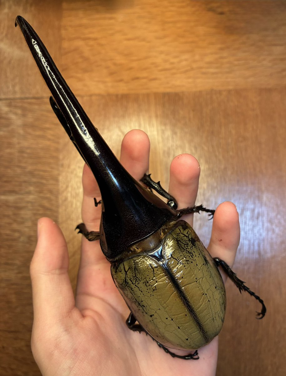 be_tock's tweet photo. RU162GII.DMR-U71×U6SAGTR-U71U6I

発色したので計測がてら撮影。
金欠じゃなければ間違いなく使ってる
サイズ出す掛け合わせもやってみたいけど、メスを買うお金がありません https://t.co/QU5YPz5xXO