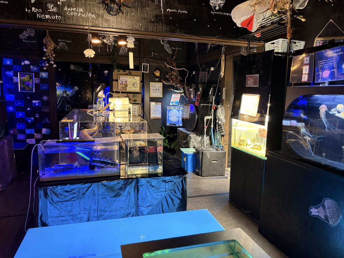 fukuibu's tweet photo. 先日、ワタリグラススタジオさんのご紹介で古代生物ミュージアム艦長の小島さんと出逢い、館内を案内していただきました。クラゲ専門家と思いきや、まさかこんな場所に◯◯があるなんて。。ある意味、恐竜博物館より凄い！？ほんと福井には面白いヒトがたくさんいますね🎯なんと、クリオネちゃんまで🫢 https://t.co/FF7te0fLAj