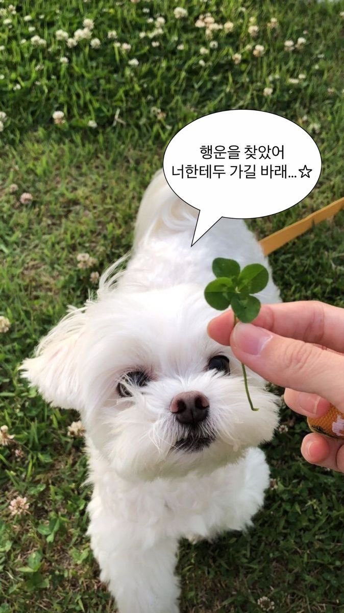 gong711805's tweet photo. #RT #RT이벤트

7월에 시작하는 일 잘 되길 기원하는 이벤트🍀

알티 + 팔로우해주신 3분께
원하는 브랜드의 만 원 상품권 보내드려요💝
(교보문고/다이소/배민/투썸 등)

💛당발은 7월 13일 월요일

티친들의 7월에도 행운이 가득하길...🍀🤍 https://t.co/StY43s3W2y