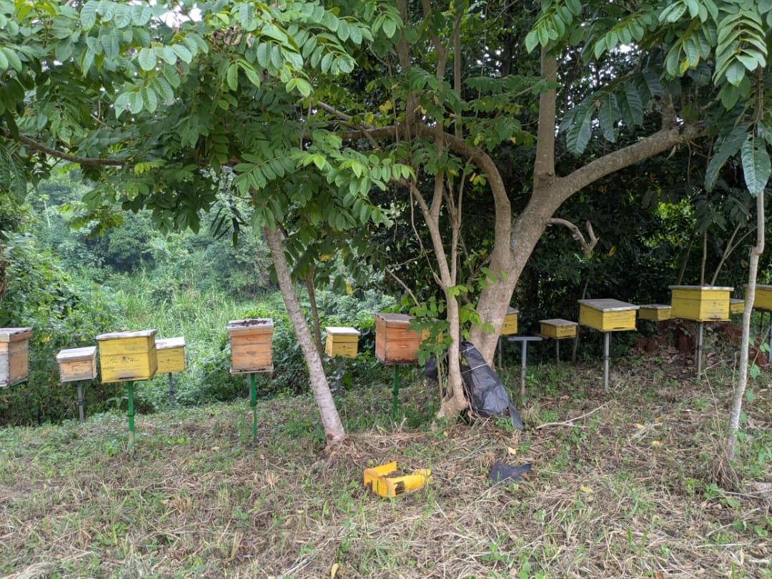 ECOTRUST_Ug's tweet photo. What started with just 10 hives has grown to over 100 today, enabling families to benefit from the forest without degrading it. Bees are now supporting both conservation and household incomes in Rwentumba Parish.
#ECOTRUSTUG 
#BeeKeeping https://t.co/N20SeBSQd1
