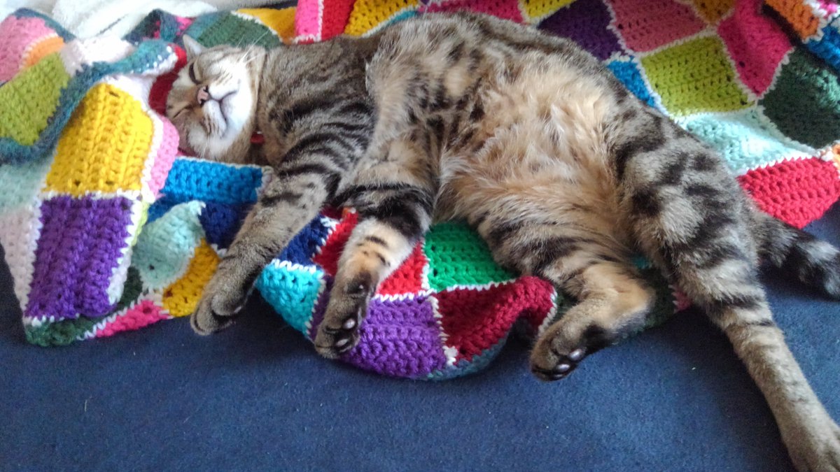 0in3's tweet photo. おはよう猫ちゃん https://t.co/gYycCnj4XA