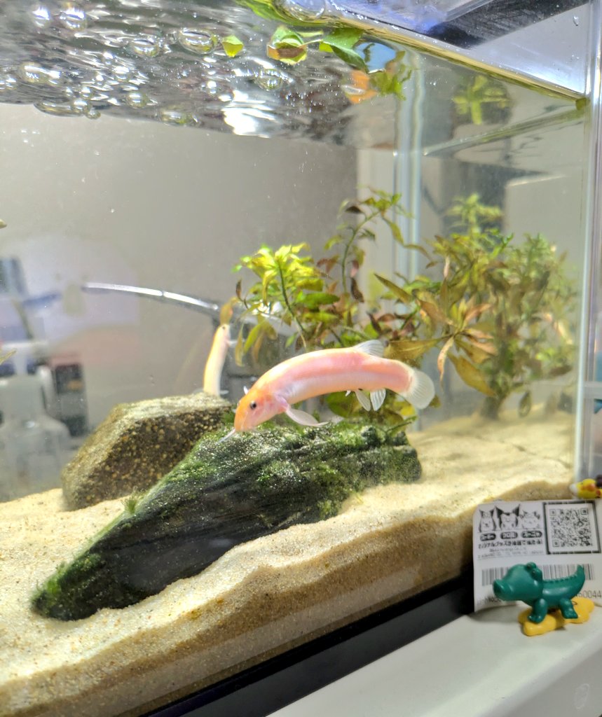 kitakara_enshu's tweet photo. チョンジーの空中浮遊
#ドジョウ
#Loaches
#Aquarium https://t.co/UtMgqp8qHR