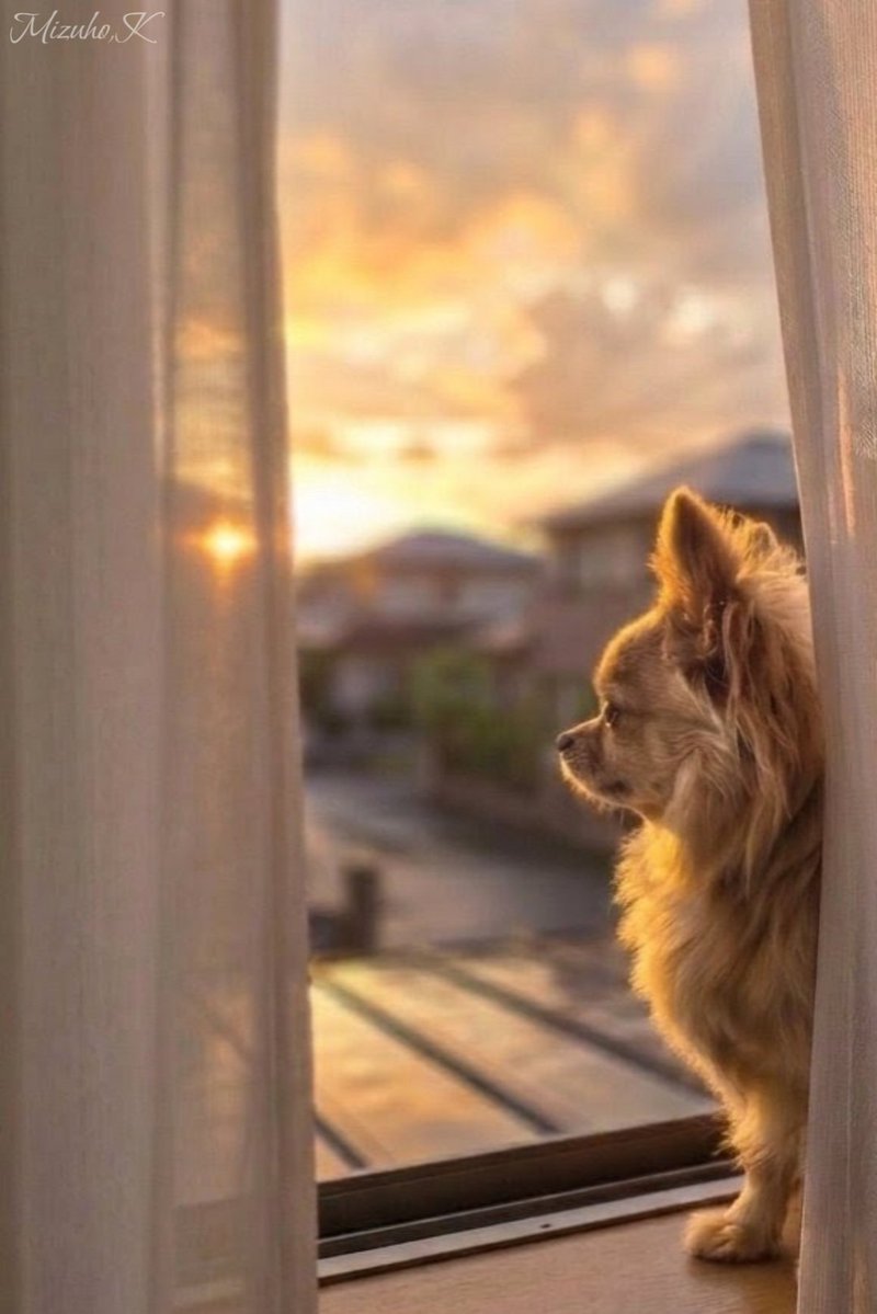 MizuhoKanzaki's tweet photo. ─🐶💗─

『木曜日のチワワ』

お気に入りなのは
窓辺じゃなく
この時間

──◽︎── https://t.co/zLwmendKdN