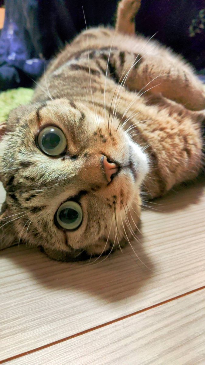 0in3's tweet photo. おはよう猫ちゃん https://t.co/uFgbrkIWIn