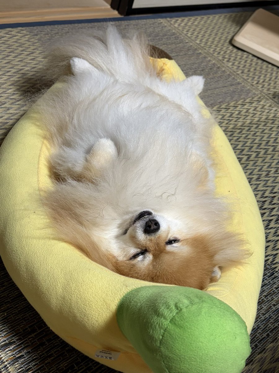 ibumelon's tweet photo. 🍌ベッド、それぞれの使い方🤭 https://t.co/HFbddgMjA6