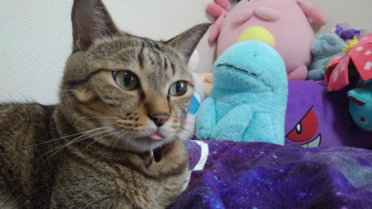0in3's tweet photo. おはよう猫ちゃん https://t.co/cwt2eSNiAm