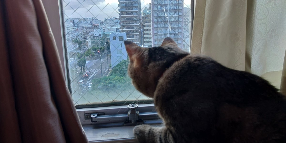 0in3's tweet photo. おはよう猫ちゃん https://t.co/oiHTetnttT