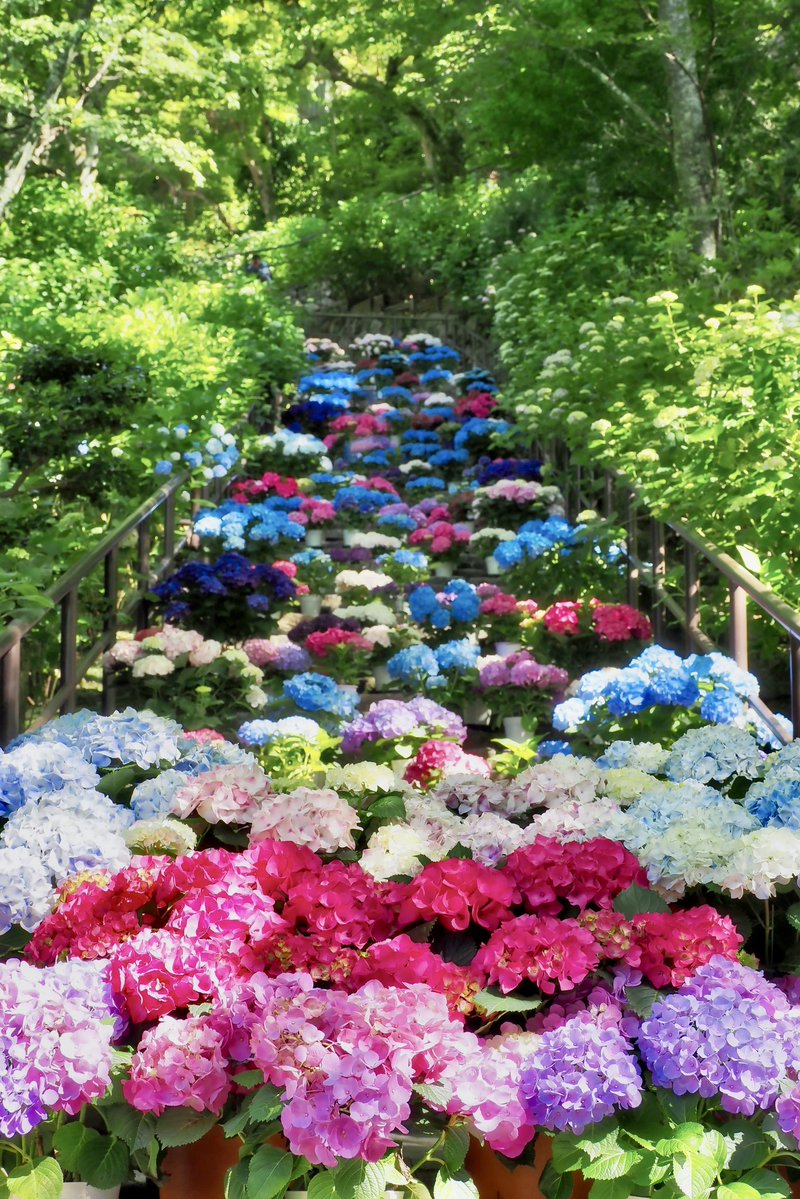 greif_9's tweet photo. お疲れ様、7月もよろしくお願いします
#紫陽花 https://t.co/VrPUmaFbYt