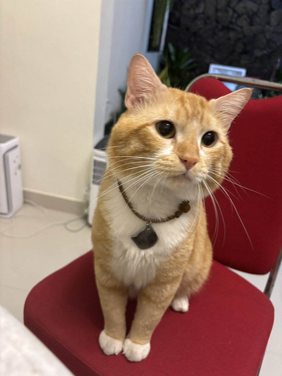 kimchiloq's tweet photo. memang ga semua orang suka kucing... tapi khusus kucing gue ga boleh ada yang nyenggol ya! gue cakar u 🫪 https://t.co/iJUgnH5hu4