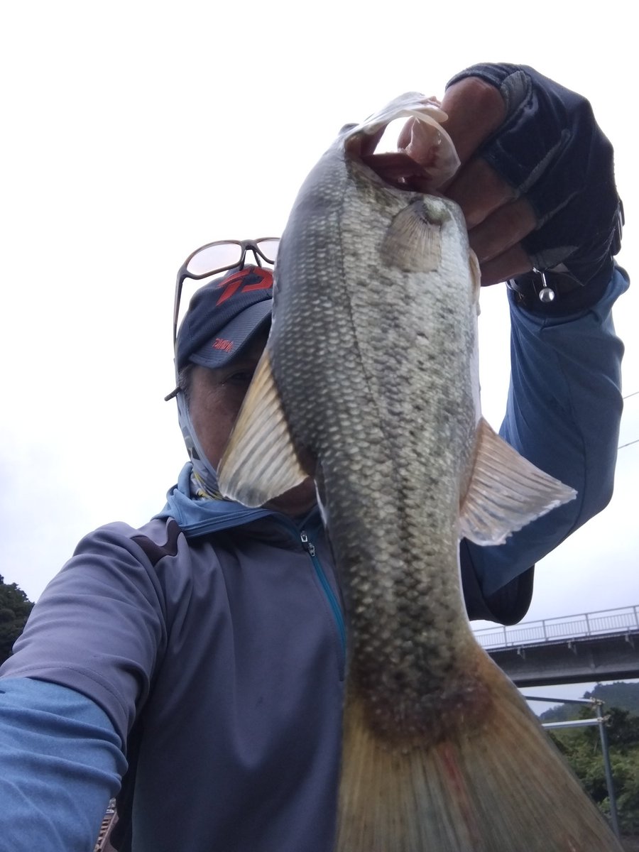 yasu100i's tweet photo. 今日は猪ノ川で勝負。ノンキーも入れて16匹釣りました。マメばかり釣れて・・・たまにまぁまぁサイズが入る感じで朝イチからずっと同じストレッチを往復。地面ナメナメ釣法でした！（笑）
#亀山湖
#房総チャプター
#つばきもとボート
#猪ノ川
#地面ナメナメ釣法 https://t.co/KZZFDNFSs8