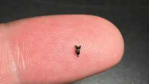 RobyChil's tweet photo. Piccoli #denti #fossili provenienti dal Colorado stanno riscrivendo il capitolo più antico delle #origini dei #primati e dell’#uomo.
scoperto minuscoli fossili di Purgatorius , il più antico parente conosciuto di tutti i primati
Continua a leggere qui: https://t.co/zj6fw6FTDB https://t.co/NkJL4v6pIY